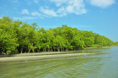 Cox 's Bazar yakınlarındaki Bakkhali Nehri' nin gelgit kıyı şeridi boyunca uzanan Mangrove ormanı, yumuşak dalgaları, çamurlu kıyı şeridini ve Bangladeş 'in sakin kıyı ekosistemi içinde berrak gün ışığı altında yemyeşil tropikal bitkileri gösteriyor..