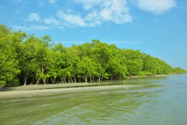 Cox 's Bazar yakınlarındaki Bakkhali Nehri' nin gelgit kıyı şeridi boyunca uzanan Mangrove ormanı, yumuşak dalgaları, çamurlu kıyı şeridini ve Bangladeş 'in sakin kıyı ekosistemi içinde berrak gün ışığı altında yemyeşil tropikal bitkileri gösteriyor..