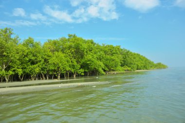 Cox 's Bazar yakınlarındaki Bakkhali Nehri' nin gelgit kıyı şeridi boyunca uzanan Mangrove ormanı, yumuşak dalgaları, çamurlu kıyı şeridini ve Bangladeş 'in sakin kıyı ekosistemi içinde berrak gün ışığı altında yemyeşil tropikal bitkileri gösteriyor..