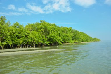 Cox 's Bazar yakınlarındaki Bakkhali Nehri' nin gelgit kıyı şeridi boyunca uzanan Mangrove ormanı, yumuşak dalgaları, çamurlu kıyı şeridini ve Bangladeş 'in sakin kıyı ekosistemi içinde berrak gün ışığı altında yemyeşil tropikal bitkileri gösteriyor..