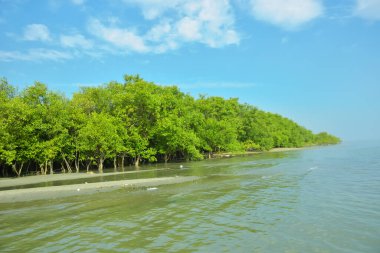 Cox 's Bazar yakınlarındaki Bakkhali Nehri' nin gelgit kıyı şeridi boyunca uzanan Mangrove ormanı, yumuşak dalgaları, çamurlu kıyı şeridini ve Bangladeş 'in sakin kıyı ekosistemi içinde berrak gün ışığı altında yemyeşil tropikal bitkileri gösteriyor..