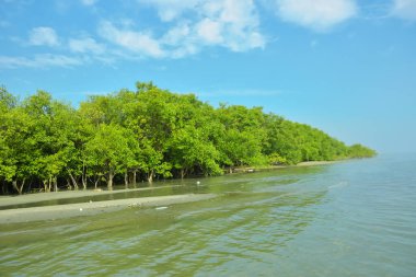 Cox 's Bazar yakınlarındaki Bakkhali Nehri' nin gelgit kıyı şeridi boyunca uzanan Mangrove ormanı, yumuşak dalgaları, çamurlu kıyı şeridini ve Bangladeş 'in sakin kıyı ekosistemi içinde berrak gün ışığı altında yemyeşil tropikal bitkileri gösteriyor..