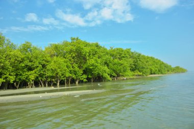 Cox 's Bazar yakınlarındaki Bakkhali Nehri' nin gelgit kıyı şeridi boyunca uzanan Mangrove ormanı, yumuşak dalgaları, çamurlu kıyı şeridini ve Bangladeş 'in sakin kıyı ekosistemi içinde berrak gün ışığı altında yemyeşil tropikal bitkileri gösteriyor..