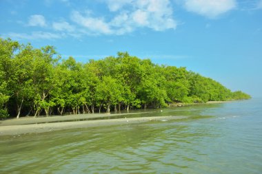Cox 's Bazar yakınlarındaki Bakkhali Nehri' nin gelgit kıyı şeridi boyunca uzanan Mangrove ormanı, yumuşak dalgaları, çamurlu kıyı şeridini ve Bangladeş 'in sakin kıyı ekosistemi içinde berrak gün ışığı altında yemyeşil tropikal bitkileri gösteriyor..