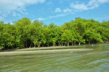 Cox 's Bazar yakınlarındaki Bakkhali Nehri' nin gelgit kıyı şeridi boyunca uzanan Mangrove ormanı, yumuşak dalgaları, çamurlu kıyı şeridini ve Bangladeş 'in sakin kıyı ekosistemi içinde berrak gün ışığı altında yemyeşil tropikal bitkileri gösteriyor..