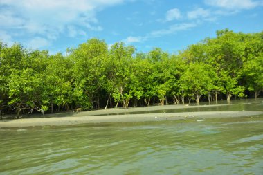 Cox 's Bazar yakınlarındaki Bakkhali Nehri' nin gelgit kıyı şeridi boyunca uzanan Mangrove ormanı, yumuşak dalgaları, çamurlu kıyı şeridini ve Bangladeş 'in sakin kıyı ekosistemi içinde berrak gün ışığı altında yemyeşil tropikal bitkileri gösteriyor..