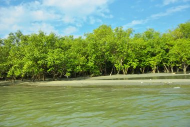 Cox 's Bazar yakınlarındaki Bakkhali Nehri' nin gelgit kıyı şeridi boyunca uzanan Mangrove ormanı, yumuşak dalgaları, çamurlu kıyı şeridini ve Bangladeş 'in sakin kıyı ekosistemi içinde berrak gün ışığı altında yemyeşil tropikal bitkileri gösteriyor..