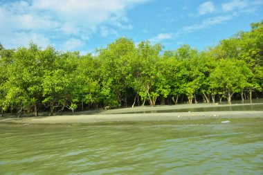 Cox 's Bazar yakınlarındaki Bakkhali Nehri' nin gelgit kıyı şeridi boyunca uzanan Mangrove ormanı, yumuşak dalgaları, çamurlu kıyı şeridini ve Bangladeş 'in sakin kıyı ekosistemi içinde berrak gün ışığı altında yemyeşil tropikal bitkileri gösteriyor..