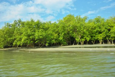 Cox 's Bazar yakınlarındaki Bakkhali Nehri' nin gelgit kıyı şeridi boyunca uzanan Mangrove ormanı, yumuşak dalgaları, çamurlu kıyı şeridini ve Bangladeş 'in sakin kıyı ekosistemi içinde berrak gün ışığı altında yemyeşil tropikal bitkileri gösteriyor..