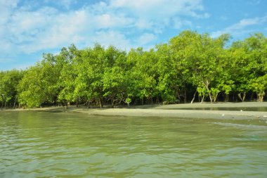 Cox 's Bazar yakınlarındaki Bakkhali Nehri' nin gelgit kıyı şeridi boyunca uzanan Mangrove ormanı, yumuşak dalgaları, çamurlu kıyı şeridini ve Bangladeş 'in sakin kıyı ekosistemi içinde berrak gün ışığı altında yemyeşil tropikal bitkileri gösteriyor..