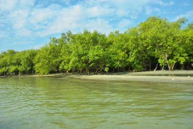 Cox 's Bazar yakınlarındaki Bakkhali Nehri' nin gelgit kıyı şeridi boyunca uzanan Mangrove ormanı, yumuşak dalgaları, çamurlu kıyı şeridini ve Bangladeş 'in sakin kıyı ekosistemi içinde berrak gün ışığı altında yemyeşil tropikal bitkileri gösteriyor..