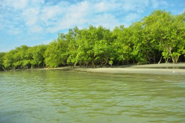 Cox 's Bazar yakınlarındaki Bakkhali Nehri' nin gelgit kıyı şeridi boyunca uzanan Mangrove ormanı, yumuşak dalgaları, çamurlu kıyı şeridini ve Bangladeş 'in sakin kıyı ekosistemi içinde berrak gün ışığı altında yemyeşil tropikal bitkileri gösteriyor..