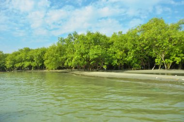 Cox 's Bazar yakınlarındaki Bakkhali Nehri' nin gelgit kıyı şeridi boyunca uzanan Mangrove ormanı, yumuşak dalgaları, çamurlu kıyı şeridini ve Bangladeş 'in sakin kıyı ekosistemi içinde berrak gün ışığı altında yemyeşil tropikal bitkileri gösteriyor..