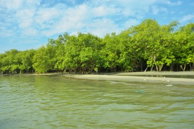 Cox 's Bazar yakınlarındaki Bakkhali Nehri' nin gelgit kıyı şeridi boyunca uzanan Mangrove ormanı, yumuşak dalgaları, çamurlu kıyı şeridini ve Bangladeş 'in sakin kıyı ekosistemi içinde berrak gün ışığı altında yemyeşil tropikal bitkileri gösteriyor..