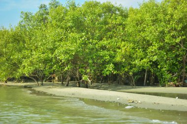 Cox 's Bazar yakınlarındaki Bakkhali Nehri' nin gelgit kıyı şeridi boyunca uzanan Mangrove ormanı, yumuşak dalgaları, çamurlu kıyı şeridini ve Bangladeş 'in sakin kıyı ekosistemi içinde berrak gün ışığı altında yemyeşil tropikal bitkileri gösteriyor..