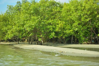 Cox 's Bazar yakınlarındaki Bakkhali Nehri' nin gelgit kıyı şeridi boyunca uzanan Mangrove ormanı, yumuşak dalgaları, çamurlu kıyı şeridini ve Bangladeş 'in sakin kıyı ekosistemi içinde berrak gün ışığı altında yemyeşil tropikal bitkileri gösteriyor..