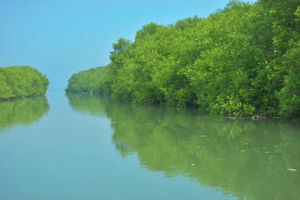 Bakkhali Nehri 'nin geniş manzarası, Cox' s Bazar yakınlarında yoğun mangrov ormanlarıyla kaplı, sakin tropikal sular, yumuşak yansımalar ve Bangladeş 'te gün ışığı altında sakin bir kıyı ekosistemi yakalıyor..