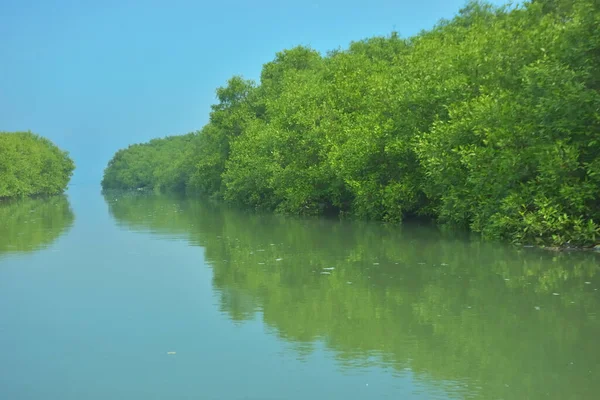 Bakkhali Nehri 'nin geniş manzarası, Cox' s Bazar yakınlarında yoğun mangrov ormanlarıyla kaplı, sakin tropikal sular, yumuşak yansımalar ve Bangladeş 'te gün ışığı altında sakin bir kıyı ekosistemi yakalıyor..