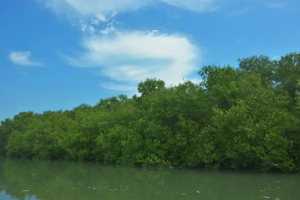 Bakkhali Nehri 'nin geniş manzarası, Cox' s Bazar yakınlarında yoğun mangrov ormanlarıyla kaplı, sakin tropikal sular, yumuşak yansımalar ve Bangladeş 'te gün ışığı altında sakin bir kıyı ekosistemi yakalıyor..