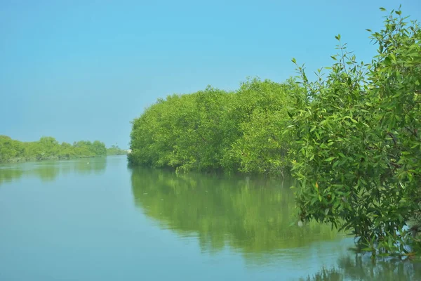 Bakkhali Nehri 'nin geniş manzarası, Cox' s Bazar yakınlarında yoğun mangrov ormanlarıyla kaplı, sakin tropikal sular, yumuşak yansımalar ve Bangladeş 'te gün ışığı altında sakin bir kıyı ekosistemi yakalıyor..