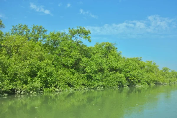 Bakkhali Nehri 'nin geniş manzarası, Cox' s Bazar yakınlarında yoğun mangrov ormanlarıyla kaplı, sakin tropikal sular, yumuşak yansımalar ve Bangladeş 'te gün ışığı altında sakin bir kıyı ekosistemi yakalıyor..