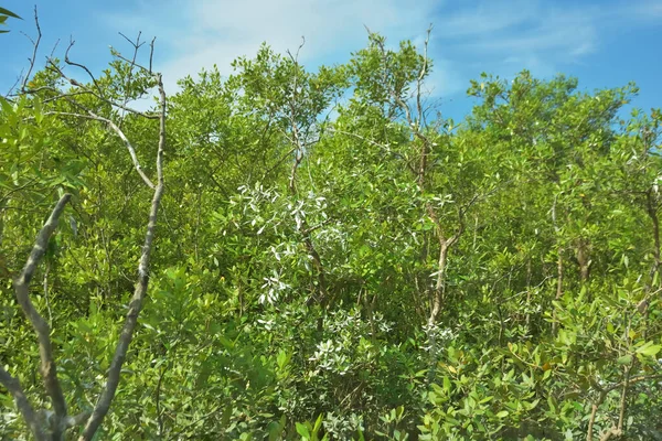 Bakkhali Nehri 'nin geniş manzarası, Cox' s Bazar yakınlarında yoğun mangrov ormanlarıyla kaplı, sakin tropikal sular, yumuşak yansımalar ve Bangladeş 'te gün ışığı altında sakin bir kıyı ekosistemi yakalıyor..