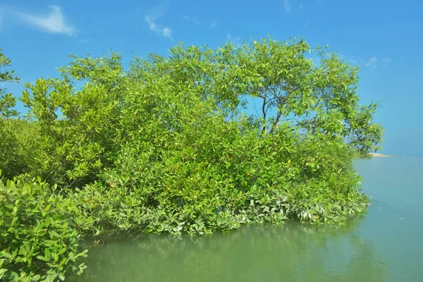 Bakkhali Nehri 'nin geniş manzarası, Cox' s Bazar yakınlarında yoğun mangrov ormanlarıyla kaplı, sakin tropikal sular, yumuşak yansımalar ve Bangladeş 'te gün ışığı altında sakin bir kıyı ekosistemi yakalıyor..