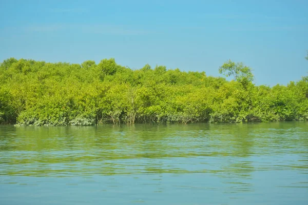 Bakkhali Nehri 'nin geniş manzarası, Cox' s Bazar yakınlarında yoğun mangrov ormanlarıyla kaplı, sakin tropikal sular, yumuşak yansımalar ve Bangladeş 'te gün ışığı altında sakin bir kıyı ekosistemi yakalıyor..