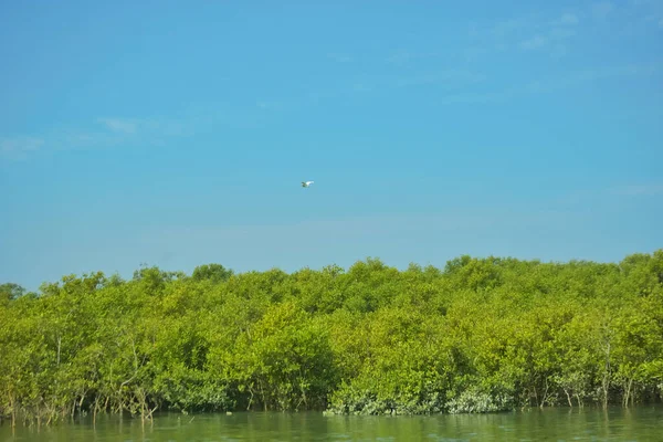 Bakkhali Nehri 'nin geniş manzarası, Cox' s Bazar yakınlarında yoğun mangrov ormanlarıyla kaplı, sakin tropikal sular, yumuşak yansımalar ve Bangladeş 'te gün ışığı altında sakin bir kıyı ekosistemi yakalıyor..