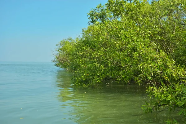 Cox 's Bazar yakınlarındaki Bakkhali Nehri' nin gelgit kıyı şeridi boyunca uzanan Mangrove ormanı, yumuşak dalgaları, çamurlu kıyı şeridini ve Bangladeş 'in sakin kıyı ekosistemi içinde berrak gün ışığı altında yemyeşil tropikal bitkileri gösteriyor..