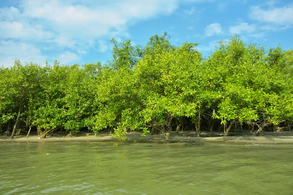 Cox 's Bazar yakınlarındaki Bakkhali Nehri' nin gelgit kıyı şeridi boyunca uzanan Mangrove ormanı, yumuşak dalgaları, çamurlu kıyı şeridini ve Bangladeş 'in sakin kıyı ekosistemi içinde berrak gün ışığı altında yemyeşil tropikal bitkileri gösteriyor..