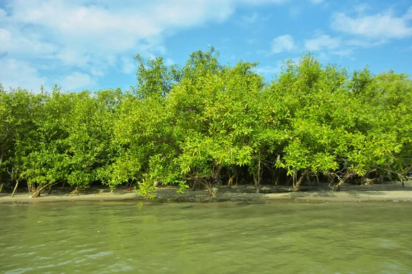 Cox 's Bazar yakınlarındaki Bakkhali Nehri' nin gelgit kıyı şeridi boyunca uzanan Mangrove ormanı, yumuşak dalgaları, çamurlu kıyı şeridini ve Bangladeş 'in sakin kıyı ekosistemi içinde berrak gün ışığı altında yemyeşil tropikal bitkileri gösteriyor..