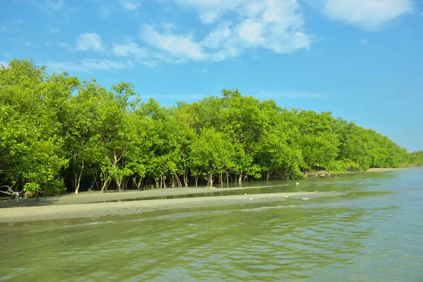 Cox 's Bazar yakınlarındaki Bakkhali Nehri' nin gelgit kıyı şeridi boyunca uzanan Mangrove ormanı, yumuşak dalgaları, çamurlu kıyı şeridini ve Bangladeş 'in sakin kıyı ekosistemi içinde berrak gün ışığı altında yemyeşil tropikal bitkileri gösteriyor..