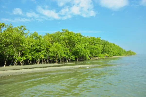 Cox 's Bazar yakınlarındaki Bakkhali Nehri' nin gelgit kıyı şeridi boyunca uzanan Mangrove ormanı, yumuşak dalgaları, çamurlu kıyı şeridini ve Bangladeş 'in sakin kıyı ekosistemi içinde berrak gün ışığı altında yemyeşil tropikal bitkileri gösteriyor..