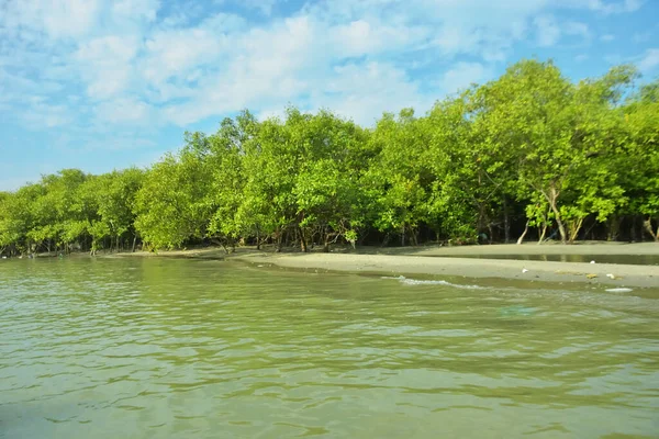 Cox 's Bazar yakınlarındaki Bakkhali Nehri' nin gelgit kıyı şeridi boyunca uzanan Mangrove ormanı, yumuşak dalgaları, çamurlu kıyı şeridini ve Bangladeş 'in sakin kıyı ekosistemi içinde berrak gün ışığı altında yemyeşil tropikal bitkileri gösteriyor..
