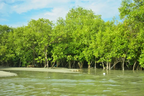 Cox 's Bazar yakınlarındaki Bakkhali Nehri' nin gelgit kıyı şeridi boyunca uzanan Mangrove ormanı, yumuşak dalgaları, çamurlu kıyı şeridini ve Bangladeş 'in sakin kıyı ekosistemi içinde berrak gün ışığı altında yemyeşil tropikal bitkileri gösteriyor..