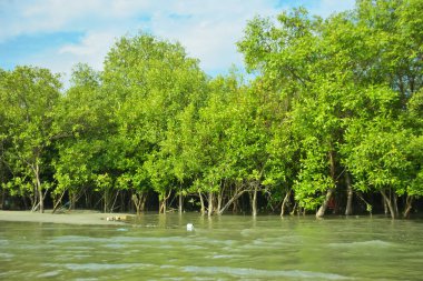 Cox 's Bazar yakınlarındaki Bakkhali Nehri' nin gelgit kıyı şeridi boyunca uzanan Mangrove ormanı, yumuşak dalgaları, çamurlu kıyı şeridini ve Bangladeş 'in sakin kıyı ekosistemi içinde berrak gün ışığı altında yemyeşil tropikal bitkileri gösteriyor..