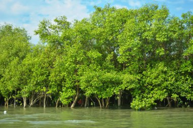 Cox 's Bazar yakınlarındaki Bakkhali Nehri' nin gelgit kıyı şeridi boyunca uzanan Mangrove ormanı, yumuşak dalgaları, çamurlu kıyı şeridini ve Bangladeş 'in sakin kıyı ekosistemi içinde berrak gün ışığı altında yemyeşil tropikal bitkileri gösteriyor..