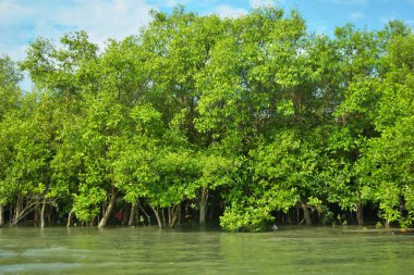 Cox 's Bazar yakınlarındaki Bakkhali Nehri' nin gelgit kıyı şeridi boyunca uzanan Mangrove ormanı, yumuşak dalgaları, çamurlu kıyı şeridini ve Bangladeş 'in sakin kıyı ekosistemi içinde berrak gün ışığı altında yemyeşil tropikal bitkileri gösteriyor..