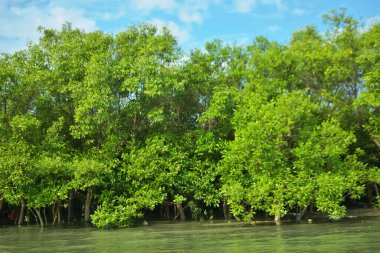 Coxs Bazar, Bangladeş 'teki Bakkhali Nehri' nin gelgit suları boyunca uzanan yoğun yeşil mangrov ormanı sakin bir su, yemyeşil bitki örtüsü ve sakin bir çevre manzarasında doğal gün ışığını gösteren tropikal bir kıyı ekosistemini gösteriyor..