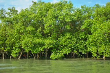 Coxs Bazar, Bangladeş 'teki Bakkhali Nehri' nin gelgit suları boyunca uzanan yoğun yeşil mangrov ormanı sakin bir su, yemyeşil bitki örtüsü ve sakin bir çevre manzarasında doğal gün ışığını gösteren tropikal bir kıyı ekosistemini gösteriyor..