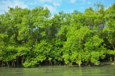 Coxs Bazar, Bangladeş 'teki Bakkhali Nehri' nin gelgit suları boyunca uzanan yoğun yeşil mangrov ormanı sakin bir su, yemyeşil bitki örtüsü ve sakin bir çevre manzarasında doğal gün ışığını gösteren tropikal bir kıyı ekosistemini gösteriyor..