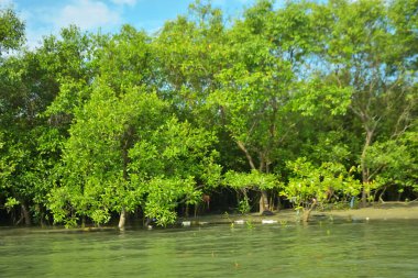 Coxs Bazar, Bangladeş 'teki Bakkhali Nehri' nin gelgit suları boyunca uzanan yoğun yeşil mangrov ormanı sakin bir su, yemyeşil bitki örtüsü ve sakin bir çevre manzarasında doğal gün ışığını gösteren tropikal bir kıyı ekosistemini gösteriyor..