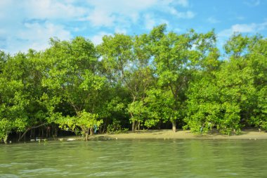 Coxs Bazar, Bangladeş 'teki Bakkhali Nehri' nin gelgit suları boyunca uzanan yoğun yeşil mangrov ormanı sakin bir su, yemyeşil bitki örtüsü ve sakin bir çevre manzarasında doğal gün ışığını gösteren tropikal bir kıyı ekosistemini gösteriyor..
