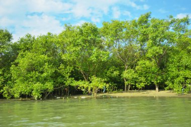 Coxs Bazar, Bangladeş 'teki Bakkhali Nehri' nin gelgit suları boyunca uzanan yoğun yeşil mangrov ormanı sakin bir su, yemyeşil bitki örtüsü ve sakin bir çevre manzarasında doğal gün ışığını gösteren tropikal bir kıyı ekosistemini gösteriyor..