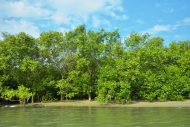 Coxs Bazar, Bangladeş 'teki Bakkhali Nehri' nin gelgit suları boyunca uzanan yoğun yeşil mangrov ormanı sakin bir su, yemyeşil bitki örtüsü ve sakin bir çevre manzarasında doğal gün ışığını gösteren tropikal bir kıyı ekosistemini gösteriyor..