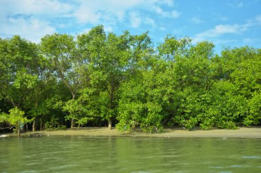 Coxs Bazar, Bangladeş 'teki Bakkhali Nehri' nin gelgit suları boyunca uzanan yoğun yeşil mangrov ormanı sakin bir su, yemyeşil bitki örtüsü ve sakin bir çevre manzarasında doğal gün ışığını gösteren tropikal bir kıyı ekosistemini gösteriyor..