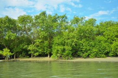 Coxs Bazar, Bangladeş 'teki Bakkhali Nehri' nin gelgit suları boyunca uzanan yoğun yeşil mangrov ormanı sakin bir su, yemyeşil bitki örtüsü ve sakin bir çevre manzarasında doğal gün ışığını gösteren tropikal bir kıyı ekosistemini gösteriyor..
