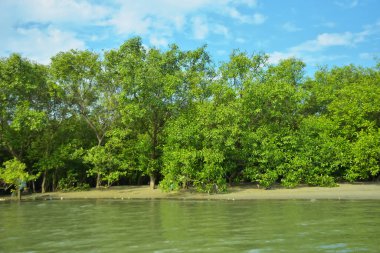 Coxs Bazar, Bangladeş 'teki Bakkhali Nehri' nin gelgit suları boyunca uzanan yoğun yeşil mangrov ormanı sakin bir su, yemyeşil bitki örtüsü ve sakin bir çevre manzarasında doğal gün ışığını gösteren tropikal bir kıyı ekosistemini gösteriyor..