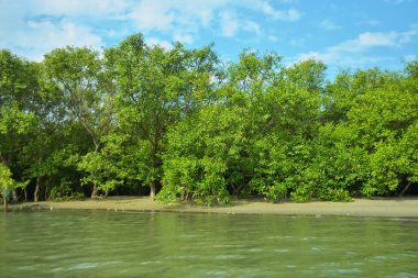 Coxs Bazar, Bangladeş 'teki Bakkhali Nehri' nin gelgit suları boyunca uzanan yoğun yeşil mangrov ormanı sakin bir su, yemyeşil bitki örtüsü ve sakin bir çevre manzarasında doğal gün ışığını gösteren tropikal bir kıyı ekosistemini gösteriyor..